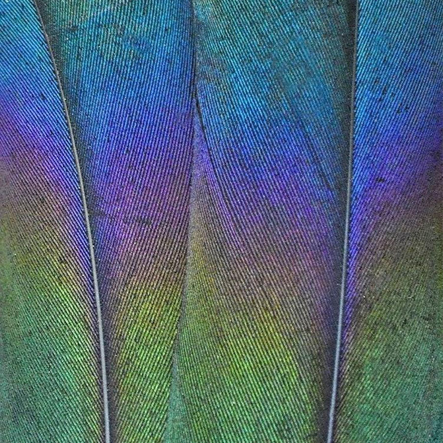 magpie feather | inspiration